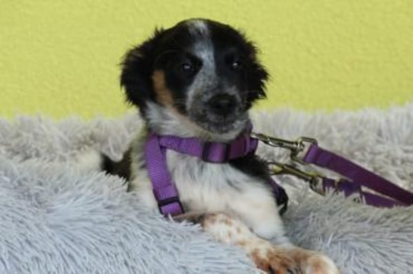 Sheba unsere kleine Schönheit..