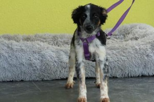 Sheba unsere kleine Schönheit..