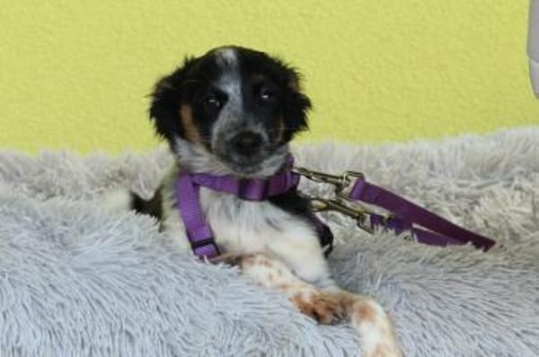 Sheba unsere kleine Schönheit..