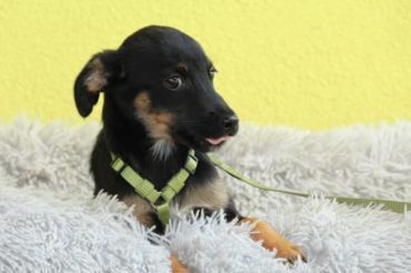 Boo sucht sein Für-Immer-Zuhause!