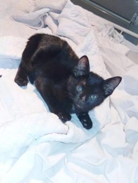 Morris aus dem Tierschutz