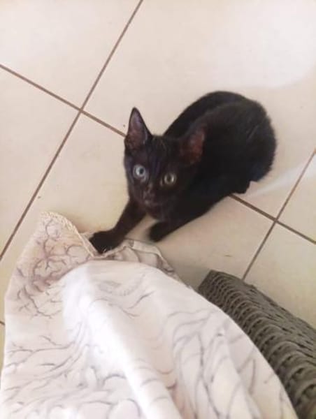 Morris aus dem Tierschutz
