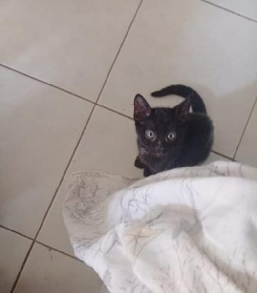 Morris aus dem Tierschutz