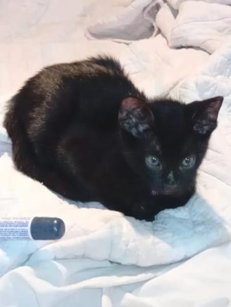 Morris aus dem Tierschutz