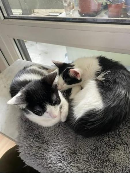 Binx & Zeus Verspieltes Kittenpärchen