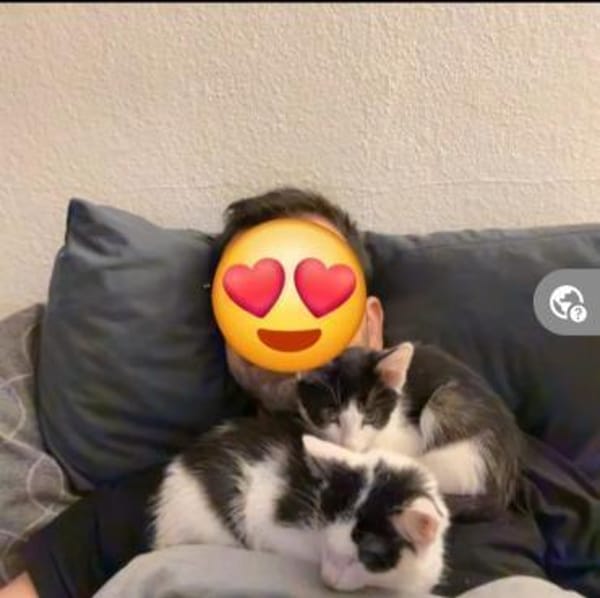 Binx & Zeus Verspieltes Kittenpärchen
