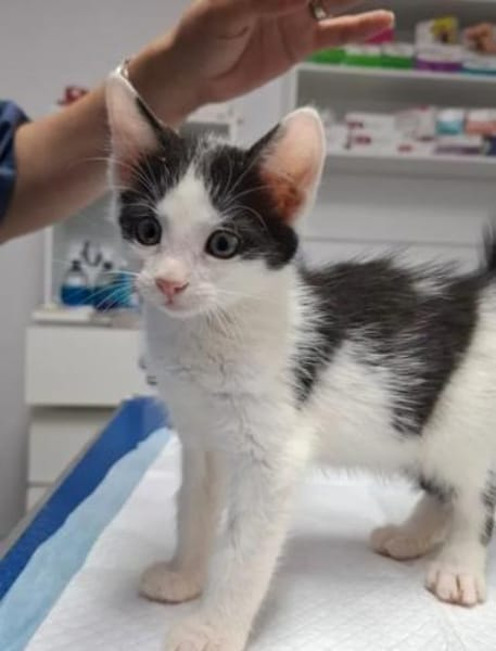 Binx & Zeus Verspieltes Kittenpärchen
