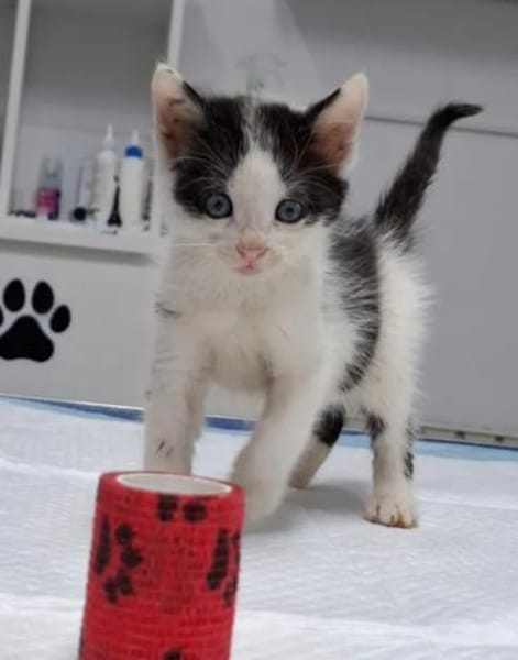 Binx & Zeus Verspieltes Kittenpärchen