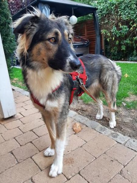 Bernie sucht ein Zuhause