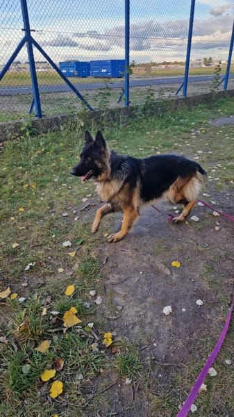 Gaja