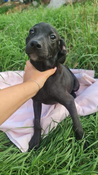 Scorpius  ist ein kleines Hundekind