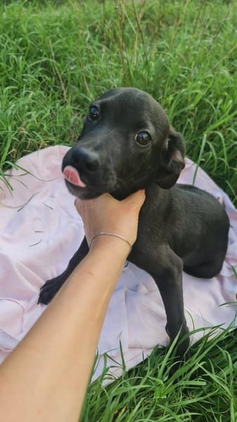 Scorpius  ist ein kleines Hundekind