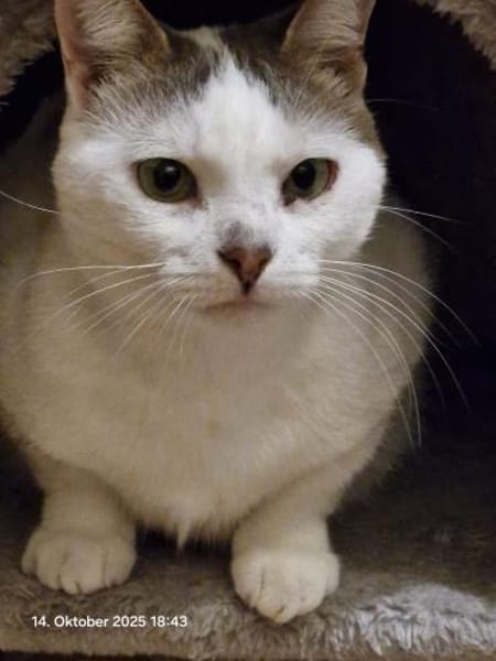 Mia  Ruhige Katzendame sucht Zuhause