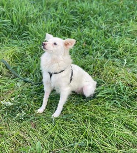 EMY 💚💚💚 sucht Für-immer-Zuhause
