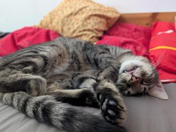 Unser zartes Katzenseelchen Findus