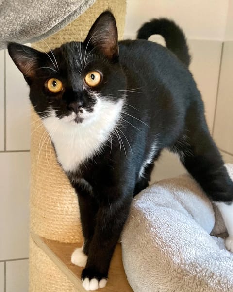 MANOLI