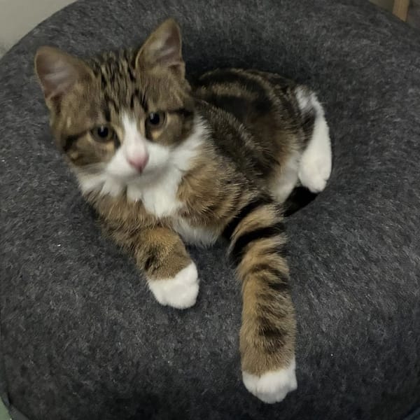 OSCAR