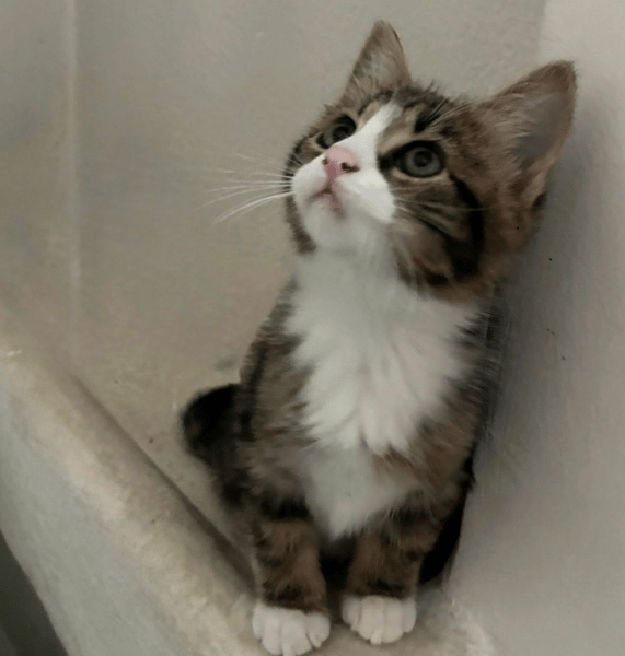 OSCAR