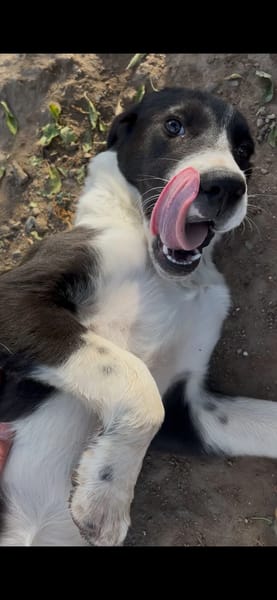 Tilly