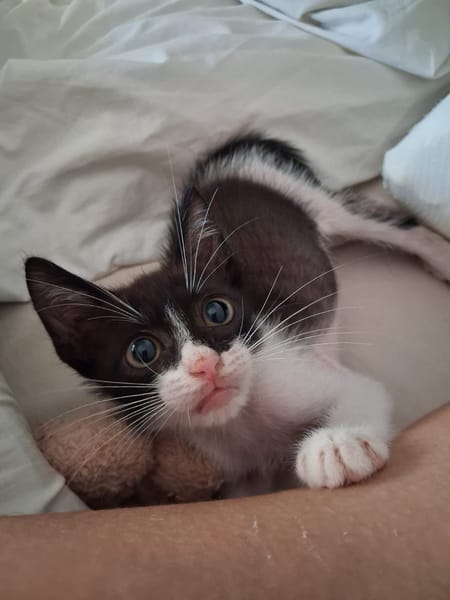 CHOCOLATE