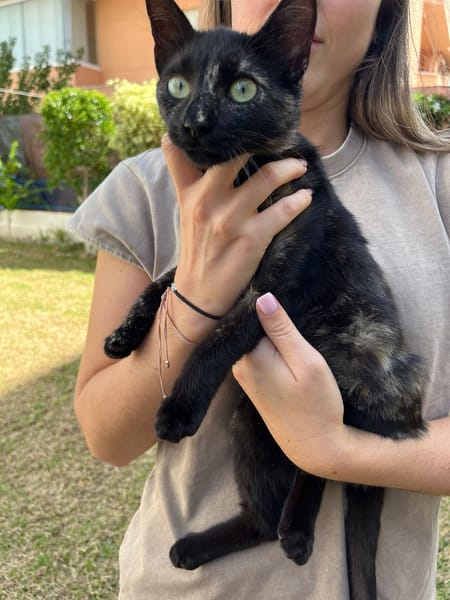 LOLA