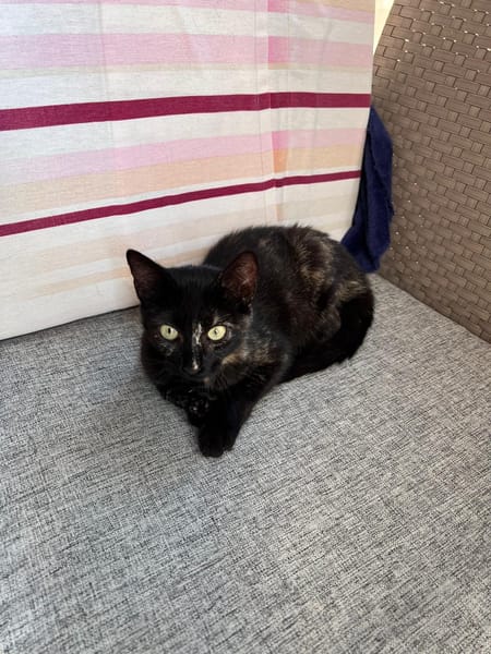 LOLA