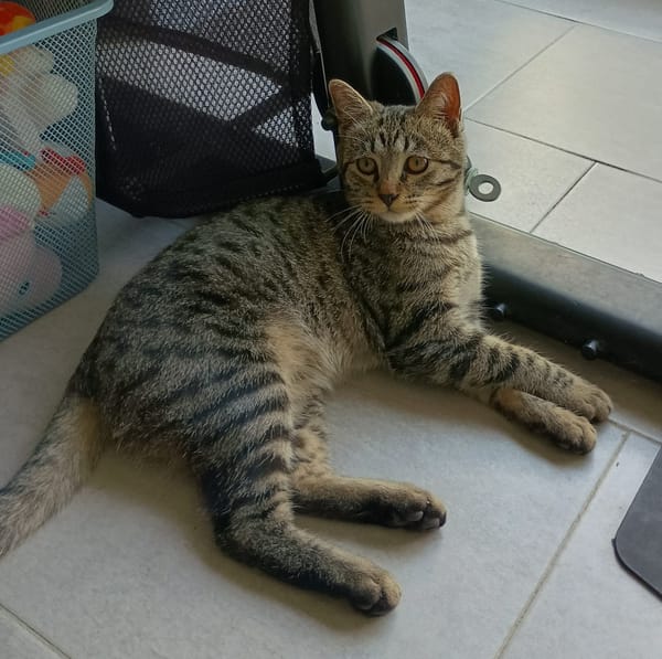 CLEO
