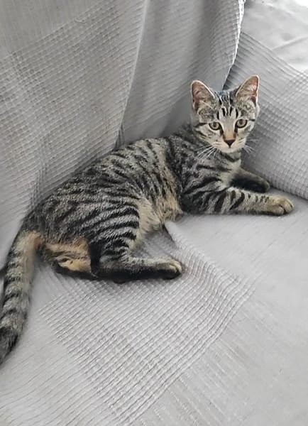 CLEO
