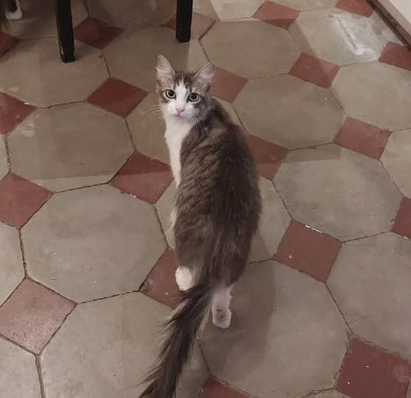 BOULETTE