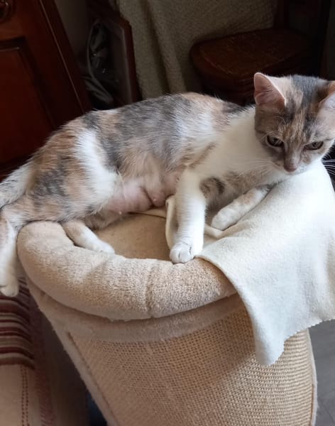 Calico
