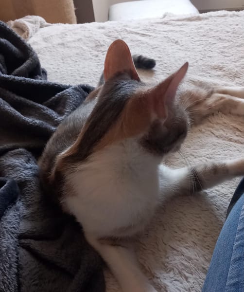 Calico