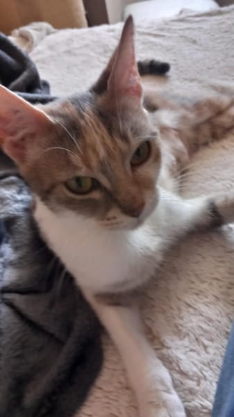 Calico