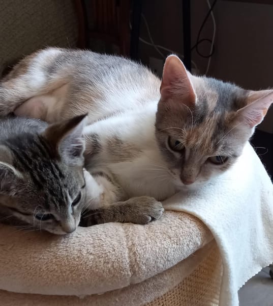 Calico