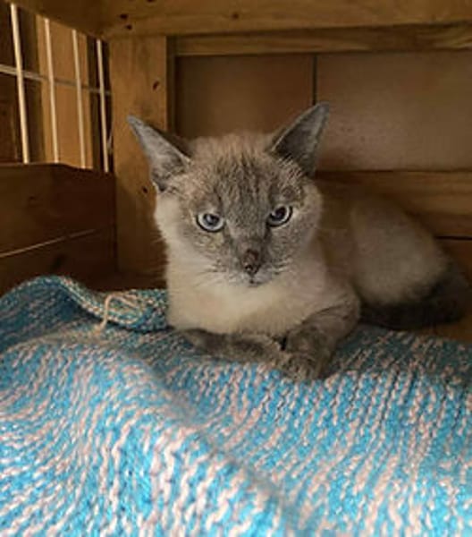 Mimi
