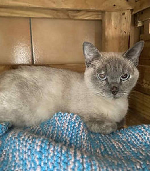 Mimi