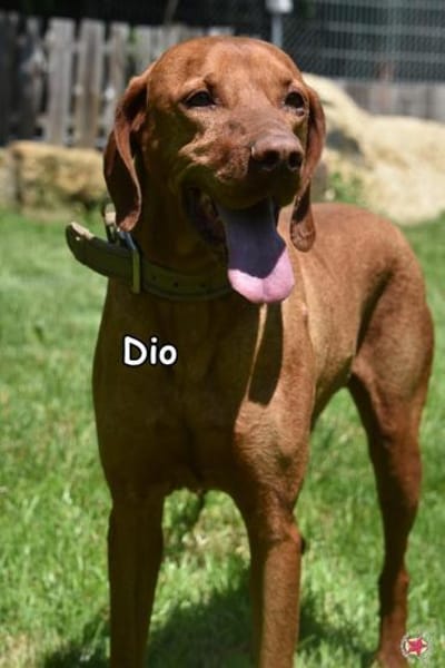 DIO