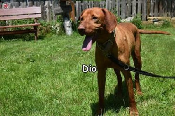 DIO