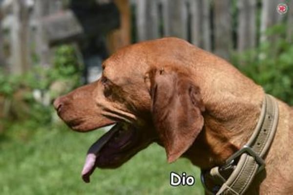 DIO