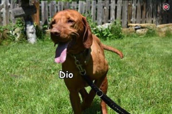 DIO
