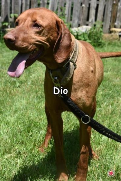 DIO