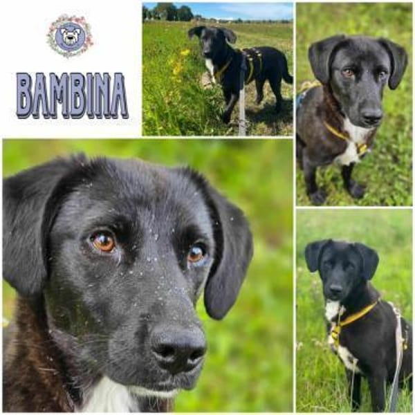 BAMBINA * Angenehmes Hundemädel