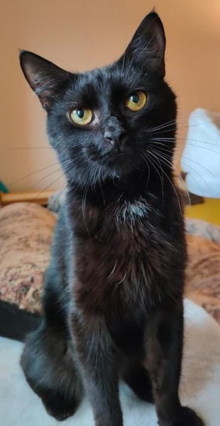 Iwan - Notfall - Einzelkater