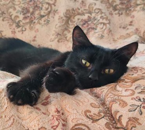 Iwan - Notfall - Einzelkater