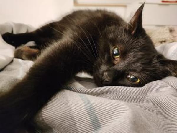 Iwan - Notfall - Einzelkater