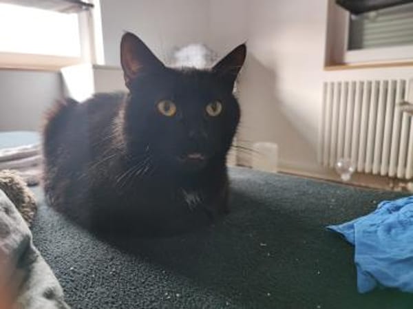 Iwan - Notfall - Einzelkater
