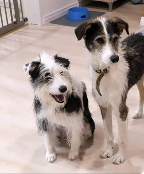 Hundeglück im Doppelpack