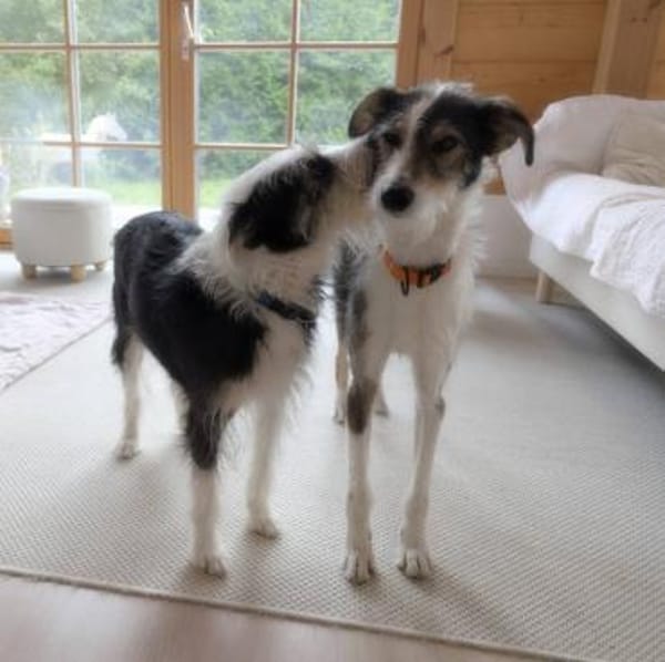 Hundeglück im Doppelpack