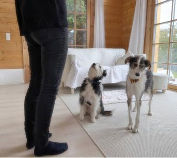 Hundeglück im Doppelpack