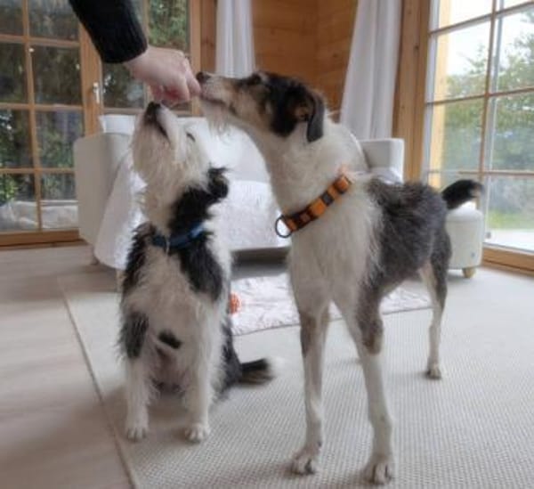 Hundeglück im Doppelpack