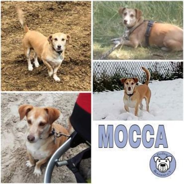 MOCCA -sucht ein hundeerfahrenes Zuhause